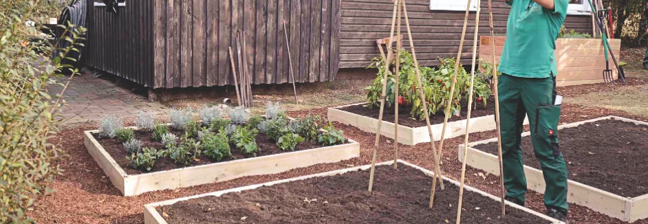 Person stellt Bambusstangen in einem Hochbeet auf